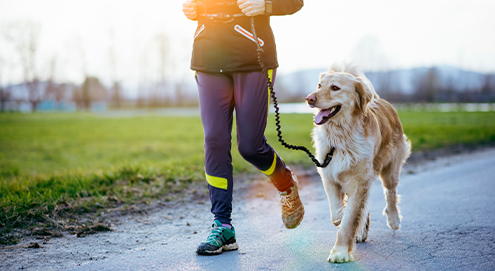 Promenade canine adaptée